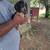 Beagle puppy 2 thumbnail