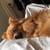 Missing Pomeranian 5 thumbnail
