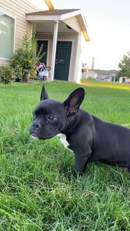 Rehoming frenchie mix (Pasco)63983729351299120