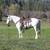 PERCHERON QH GELDING 3 thumbnail