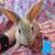 Bunnies!! Very little! 2 thumbnail