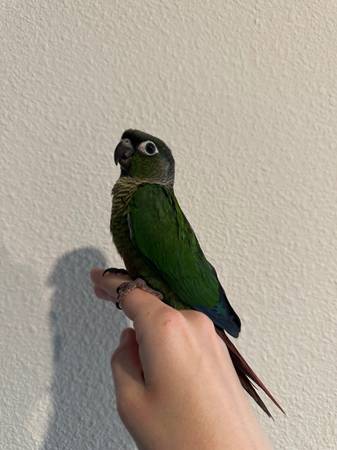 Green Cheek Conures Rehoming (Portland)63842373487745121