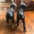 Hubley Boston Terriers cast iron circa 1920 Lancaster PA 11 thumbnail