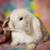 💗💕💝 Holland Lop Bunnies 💝💕💗 12 thumbnail
