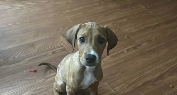 Doberman/pit (Savannah)64146955713153120