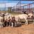 Ewe Lambs 2 thumbnail