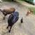 Free 2 feed bags full Sheep wool. 2 thumbnail