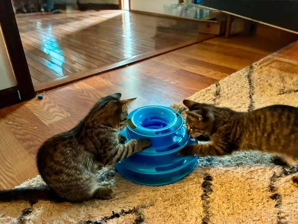 Bonded kittens 1