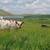Purebred Normande Milk Cow 5 thumbnail