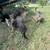 Barn kittens 3 thumbnail