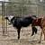 Corriente Heifer Calves | Roping Potentials 6 thumbnail
