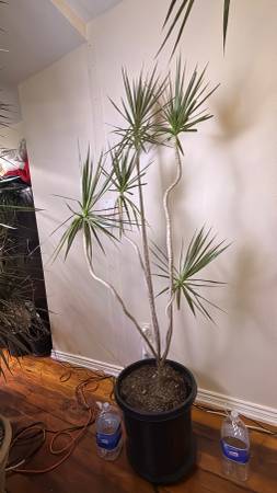 Decorative palm trees🌴DELIVERY🎅Dragon tree.Dracaena Marginata.Plants 1