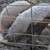 Mangalitsa pigs ready to butcher 3 thumbnail