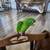 MEXICAN GREEN CONURE 6 thumbnail