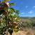 Knoll-Top Orchard Estate Setting In The Corralitos Foothills! 1 thumbnail