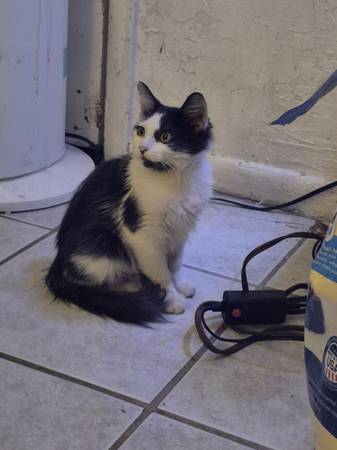 Kitten (Phoenix)63990137418114123