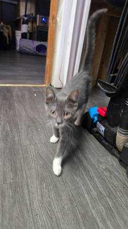 Free kittens to good home plus shots and fixing (Sheepshead Bay Brooklyn)63871121646595124