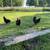 Australorp hens chickens 3 thumbnail