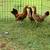 Bantams for Sale 6 thumbnail