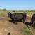BRED COWS / BRED HEIFERS 4 thumbnail
