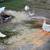Ducks 10 thumbnail