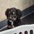 German Shepherd puppy mix 2 thumbnail