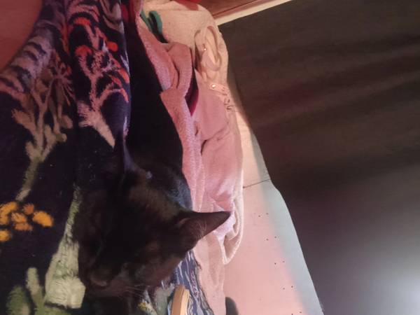 Kittens for responsible adoption (mountain view)63658975943939121