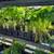 GARDEN CENTER, STARTS, SOILS, POTS, FERTILIZERS. Sale! 19 thumbnail