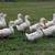 Laying,Chickens, Ducks, Broilers, Guinea Fowl 7 thumbnail