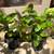 ***** Nice Two Hydrangea Plants ***** 1 thumbnail