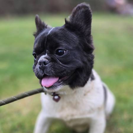 Fluffy frenchie girls. (Bellingham)63816088338179124