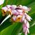 Shell Ginger Plants 3 thumbnail