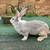 Flemish Giant Rabbits 1 thumbnail