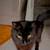 Missing Cat 8 thumbnail