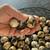 Reptile/snake food 1 thumbnail