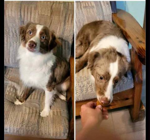Miniature Australian Shepard63658636870019120