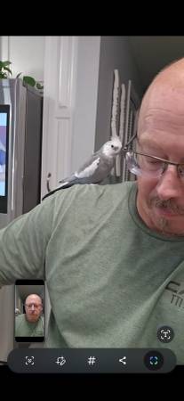 Grey Cockatiel "Indy" (Mobile Canterbury Heights)63920390884483120