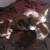 Rehoming kittens 1 thumbnail