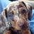 PerfectPupsDachshund 3 thumbnail