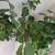 Fiddle leaf plant/inside tree 2 thumbnail