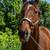 Project gelding 3 thumbnail