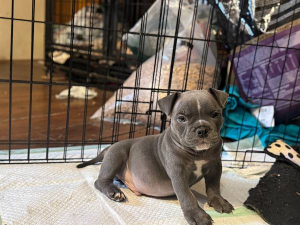 Bully pup63937540307330121