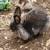 Bunny 8 thumbnail