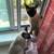 $27.00 / Visit Drop-In Visits - Playful & Professional Sitter 2 thumbnail