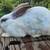 Young meat rabbit does 6 thumbnail