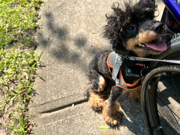 Poodle Toy AKC (prueba de ADN realizada) (Austell)63881506235651122