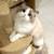 Small Ragdoll kittens 1 thumbnail