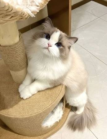 Small Ragdoll kittens 1