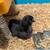 Chicks 6 thumbnail