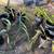 dragon fruit 1 thumbnail